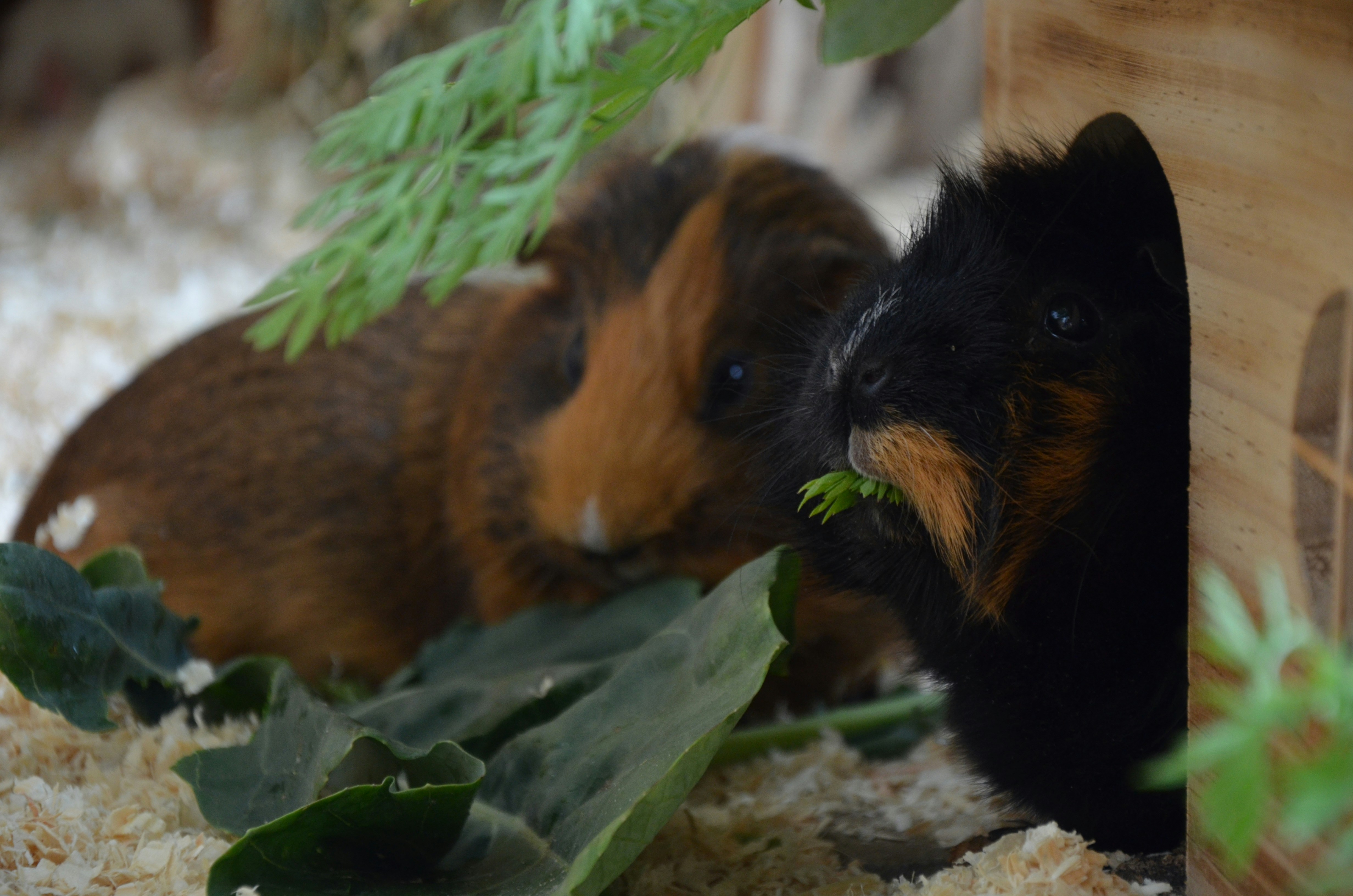 Ahşap evinde dinlenen guinea pig