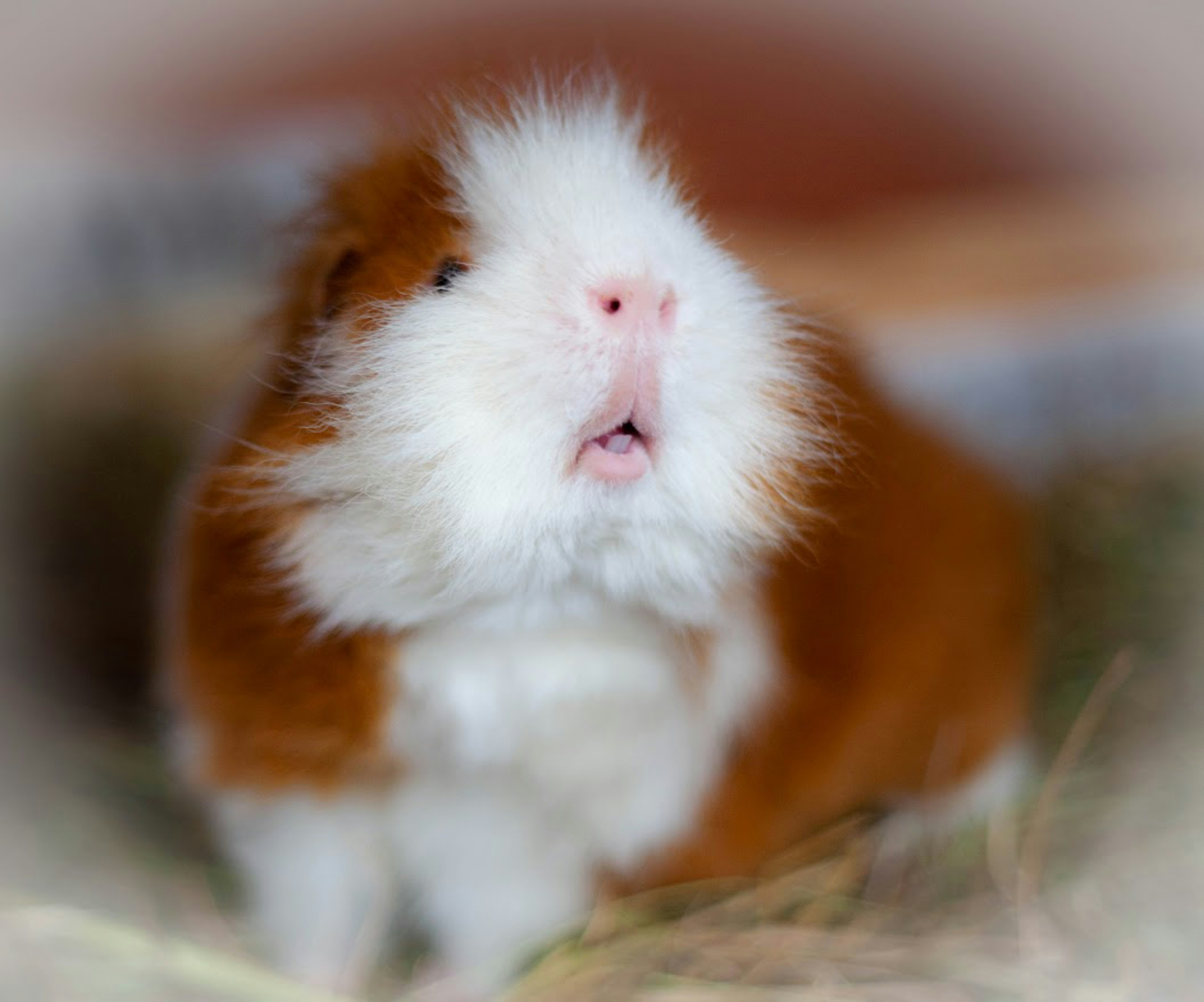 Diş kontrolü yapılan guinea pig