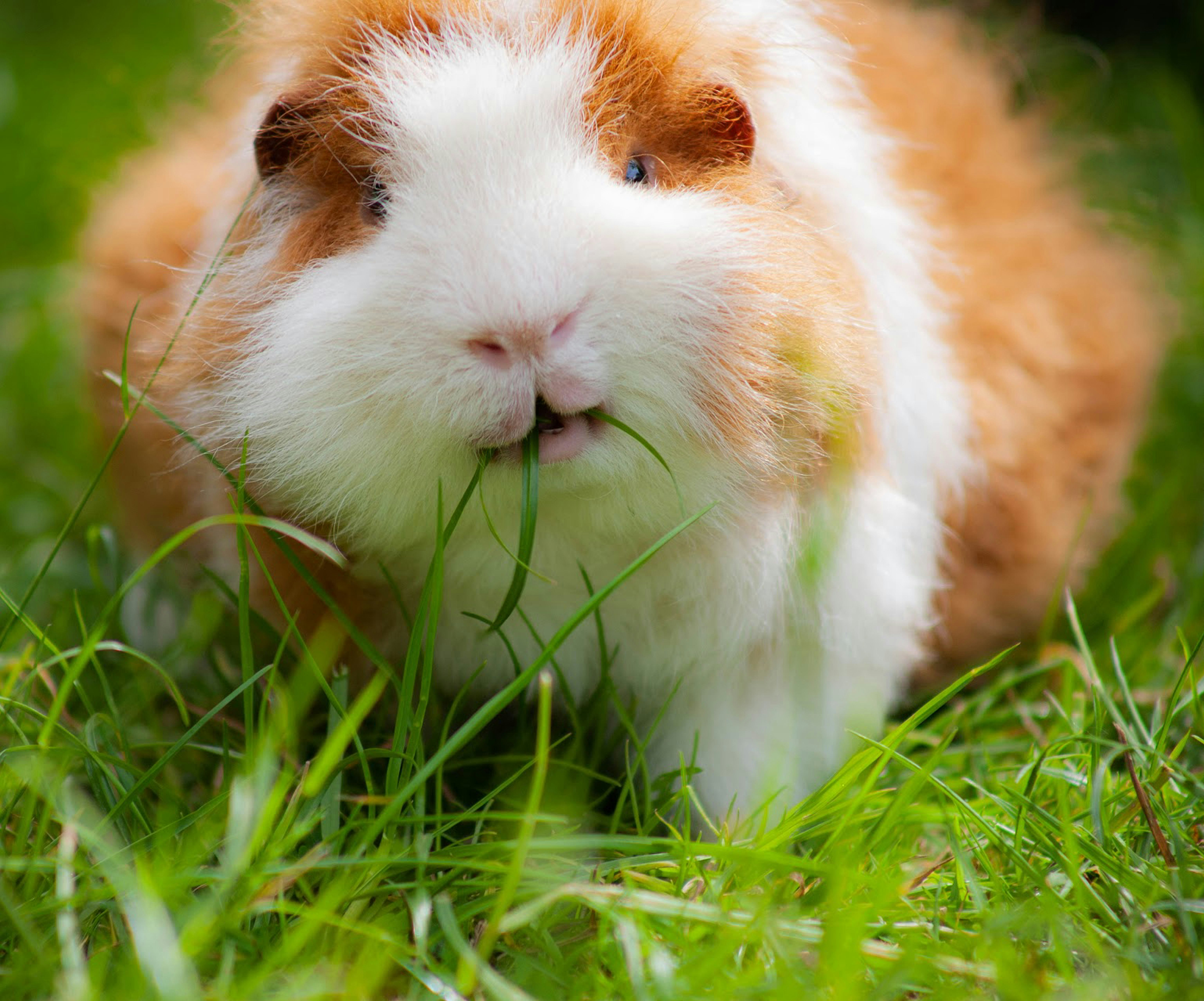 Ot ve yeşilliklerle beslenen guinea pig