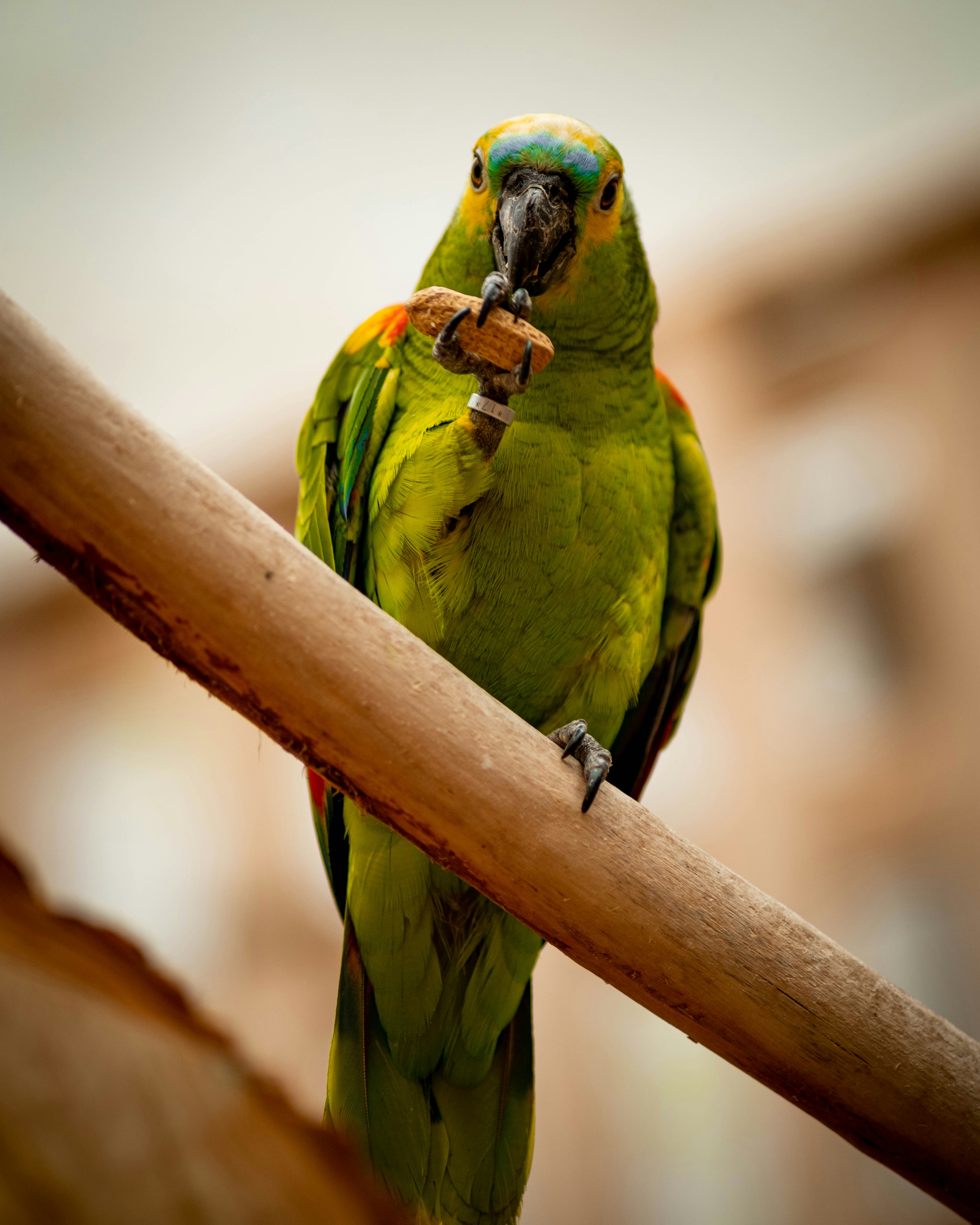 Kemirme davranışı gösteren papağan