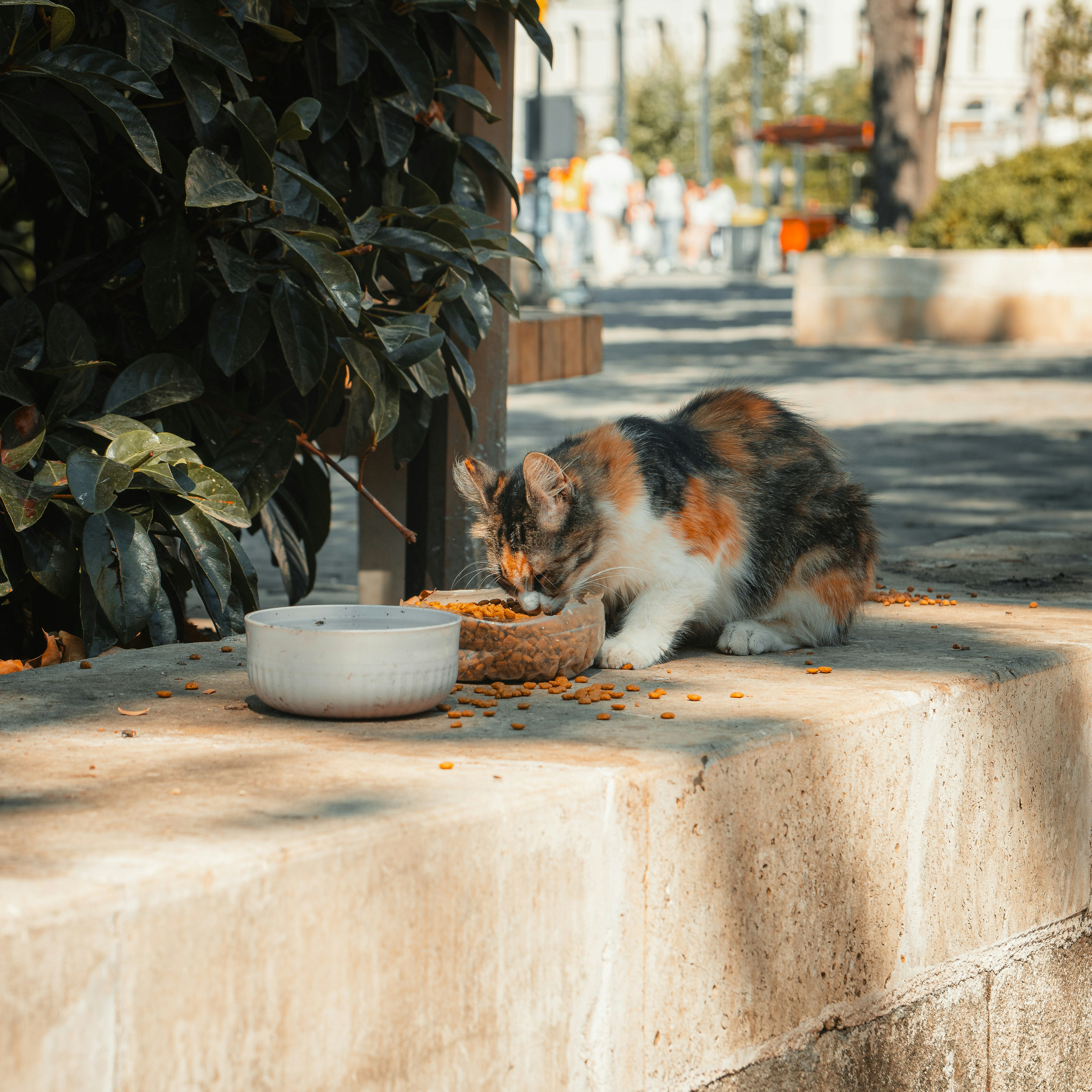 Sokak hayvanları için düzenli besleme düzeni